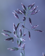 Poa glauca