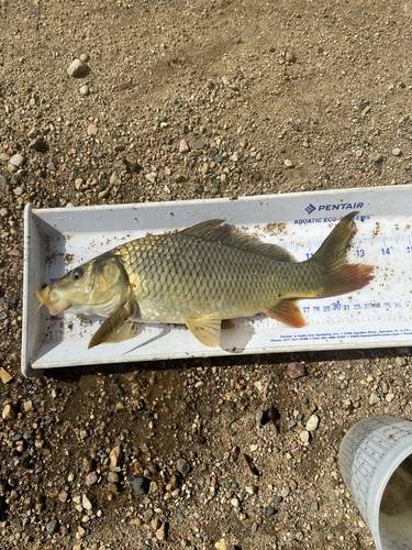 European Carp