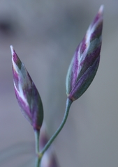 Poa glauca