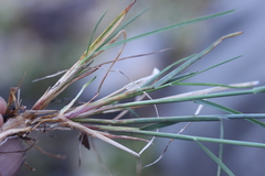 Poa glauca