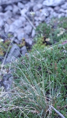 Poa glauca