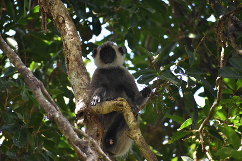 Tufted Gray Langur