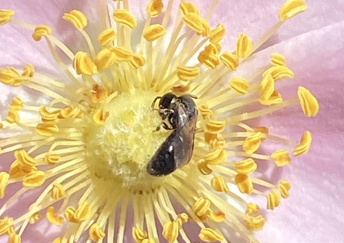 iNaturalist observation photo of Bees