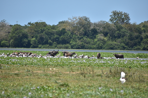Painted Stork