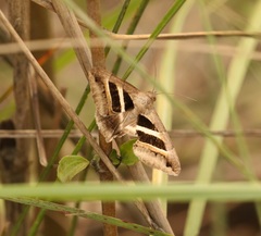 Grammodes geometrica