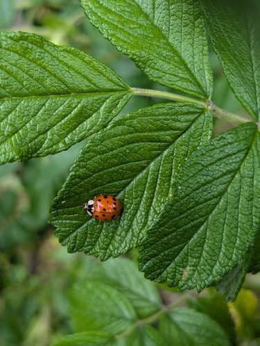Asian Lady Beetle