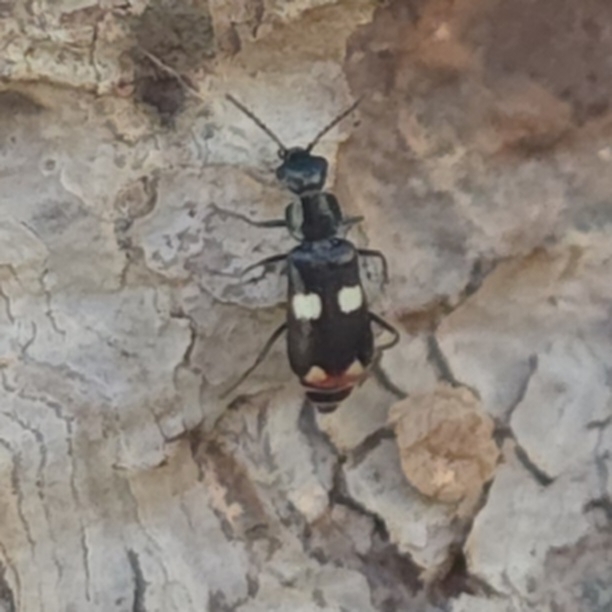 Anthocomus creticus