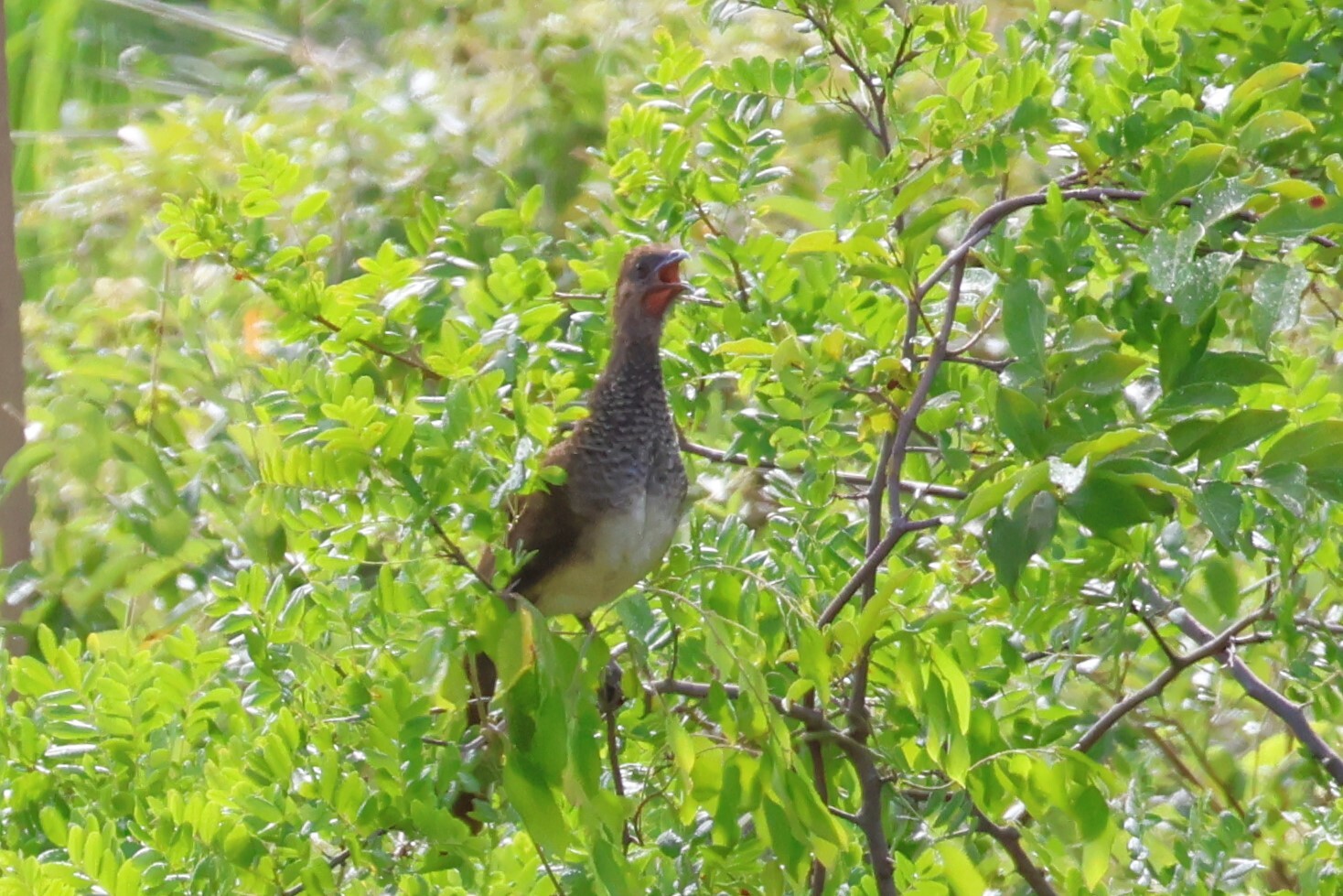 East Brazilian Chachalaca (Ortalis araucuan), photo 2