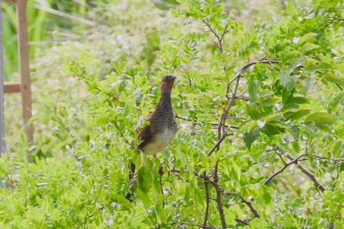 East Brazilian Chachalaca (Ortalis araucuan)