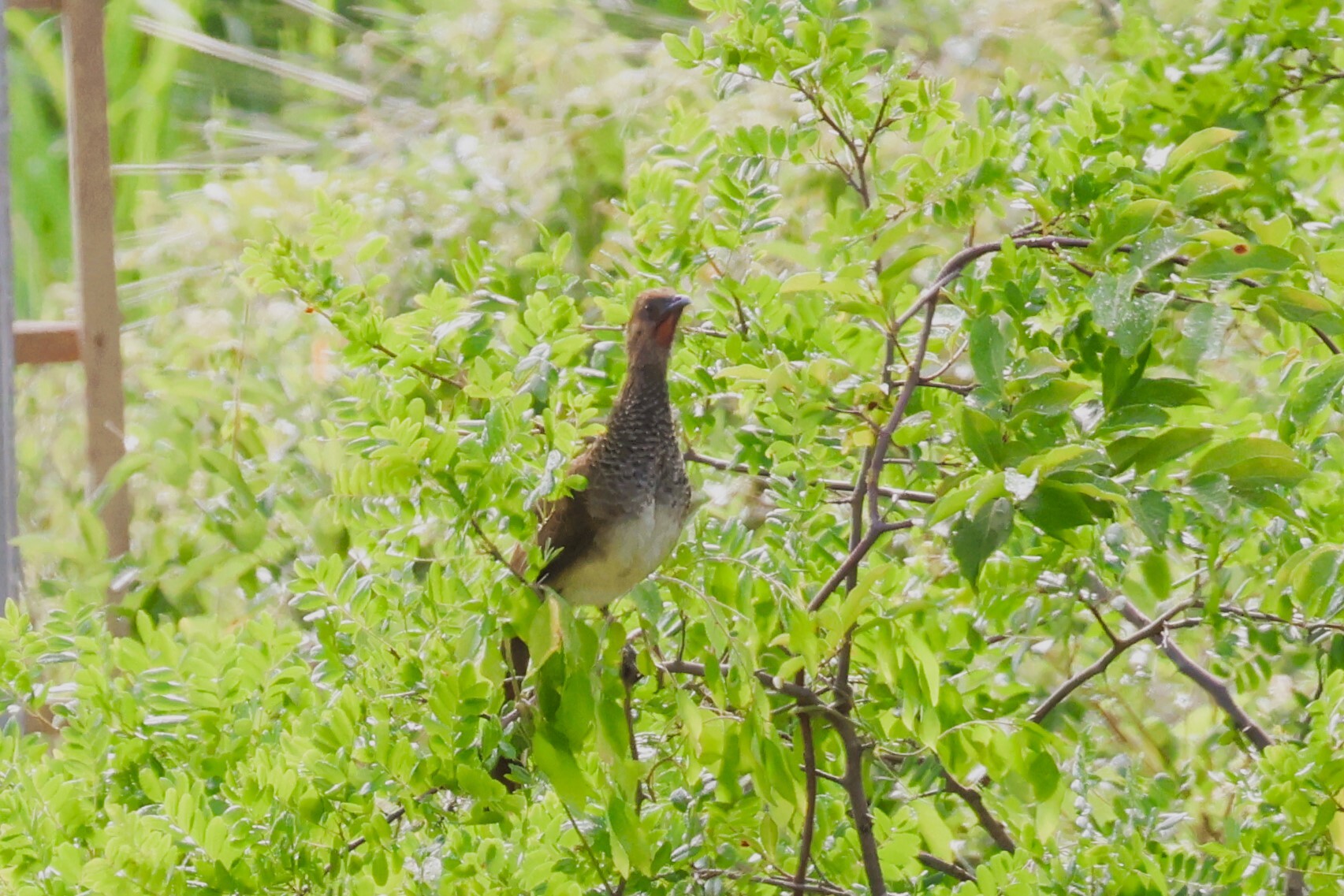 East Brazilian Chachalaca (Ortalis araucuan), photo 1