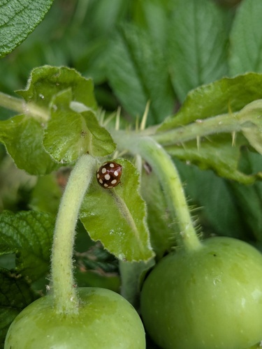 Cream-spotted Ladybird