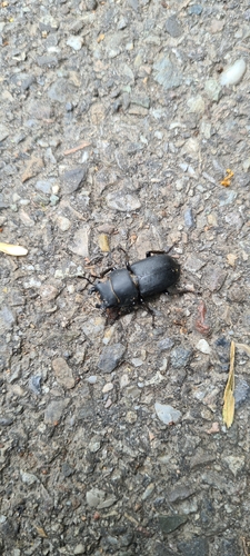 Lesser Stag Beetle