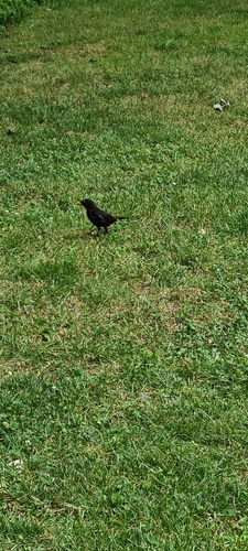Eurasian Blackbird