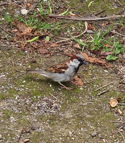 House Sparrow