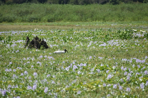 Black-headed Ibis
