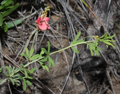 Indigofera punctata