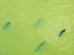 Heterotilapia buettikoferi