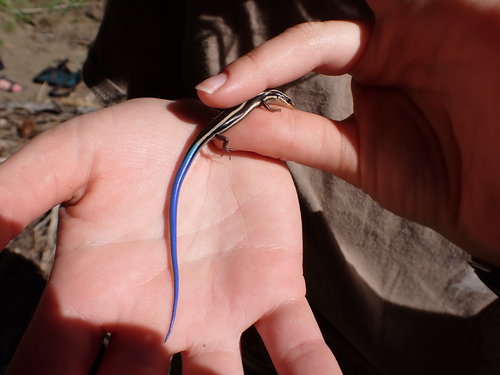 iNaturalist observation photo of Western Skink