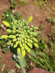 Brassica