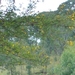 Acacia hockii