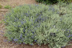 Salvia chamaedryoides