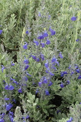Salvia chamaedryoides