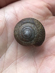 Helminthoglypta arrosa