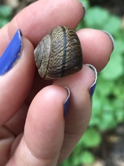 Helminthoglypta arrosa