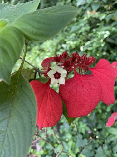 Red-leaved Mussaenda