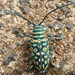 Jewel Longhorn Beetle - Photo (c) Zarek Cockar, some rights reserved (CC BY-NC), uploaded by Zarek Cockar