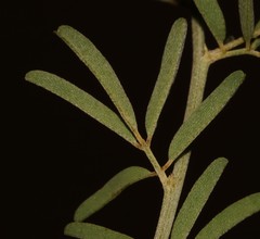 Indigofera punctata