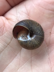 Helminthoglypta arrosa