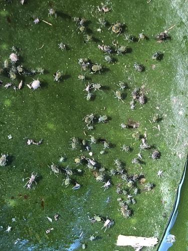waterlily aphid