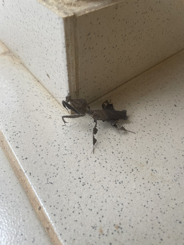 Common Ghost Mantis