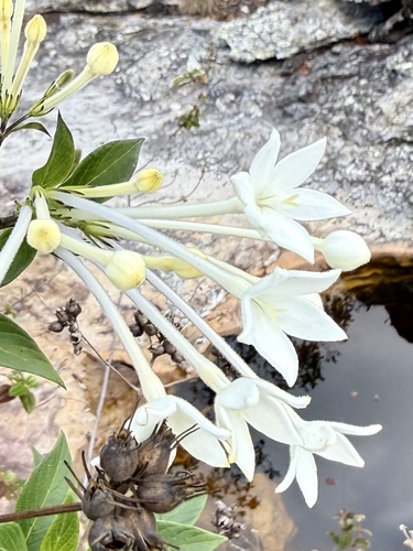 Hindsia longiflora longiflora