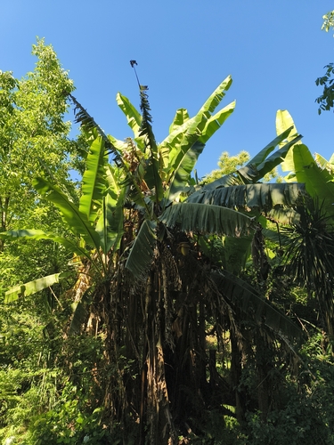 Japanese banana