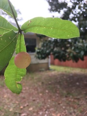 Amphibolips quercusracemaria