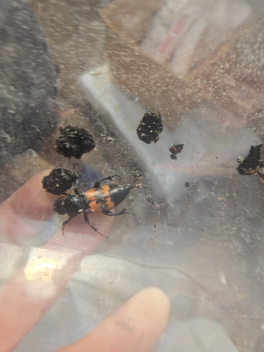 Margined Burying Beetle
