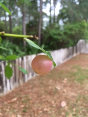 Amphibolips quercusracemaria