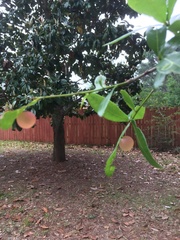 Amphibolips quercusracemaria