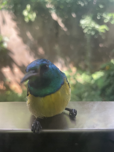 Variable Sunbird