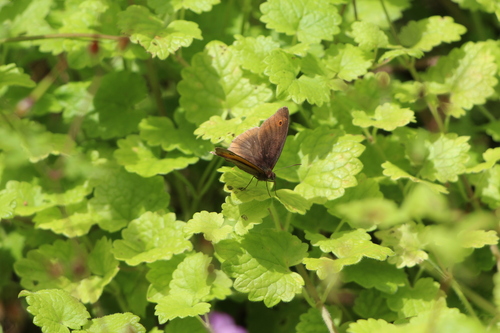 Meadow Brown