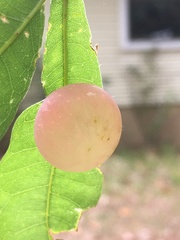 Amphibolips quercusracemaria