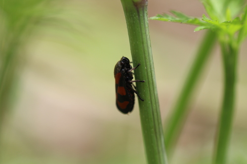 Common Froghopper