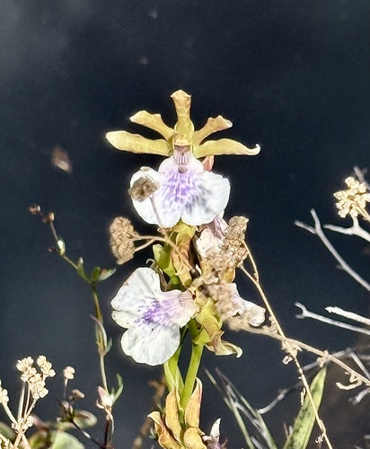 Zygopetalum maculatum