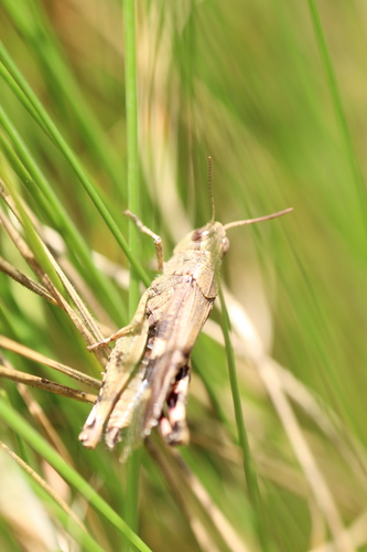 Broad Green-winged Grasshopper