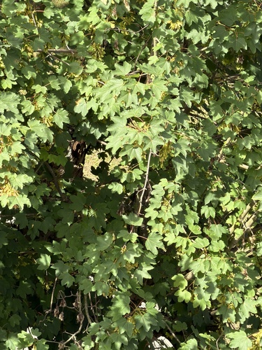 field maple