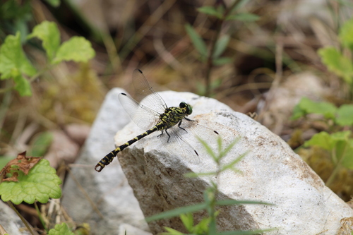 Small Pincertail