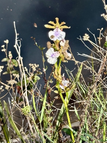 Zygopetalum maculatum, photograph 5
