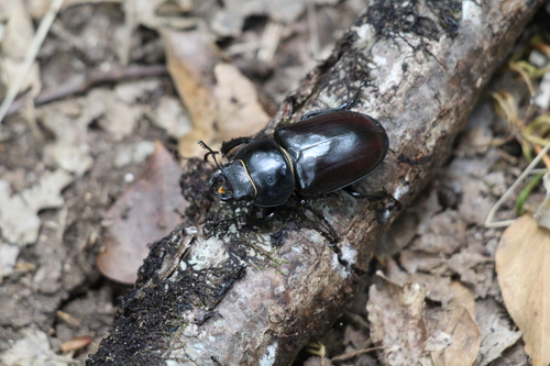European Stag Beetle